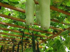 -中国天府农业博览园