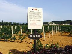 -北京张裕爱斐堡酒庄