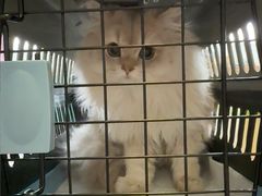 -Bastet sally猫舍购宠(静安店)