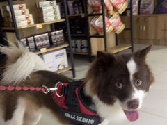 -翊宠yipet猫狗购宠庄园犬舍•猫舍