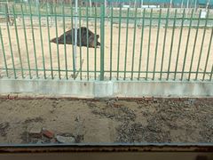 -秦皇岛野生动物园