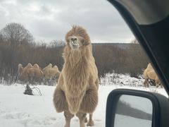 -塞罕坝国家级自然保护区