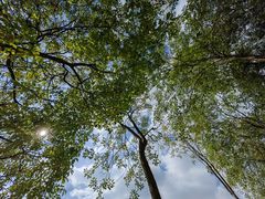 -广州白江湖森林公园