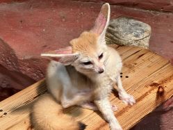 -Zoolung Zoolung动物主题公园(海信广场店)