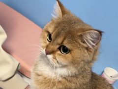 -瑞派福兴宠物医院犬猫全科·骨科·中西医结合(河东店)