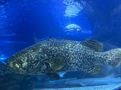 -太平洋海底世界