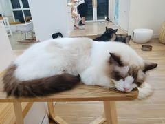 -李小姐の猫咖啡馆(五角场店)