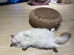 -momokira米努特·德文卷毛猫·棉花面纱犬
