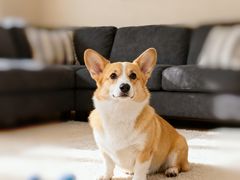 -多乐狗狗宠物训练工作室