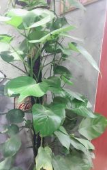 -钉格