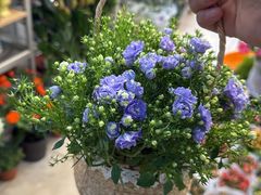 -双季花艺园艺市场(浦东店)