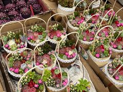 -龙大花卉苗木市场