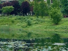 -两河城市森林公园