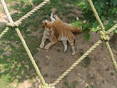 -西霞口神雕山野生动物世界