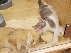 -屋虎猫馆(宝安大仟里店)