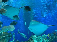 -芜湖新华联大白鲸海洋公园