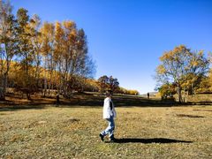 -乌兰布统景区-白桦林