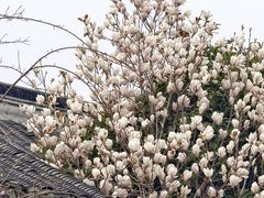 -梁鸿国家湿地公园