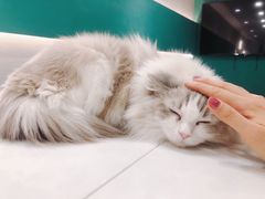 -飞行喵MR PILOT|猫舍·猫咖(静安大融城店)