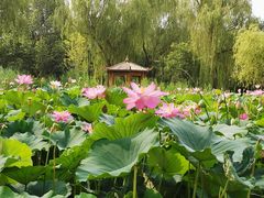 -太阳宫公园
