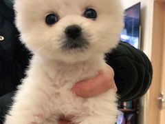 -仁华宠物医院(青羊店)