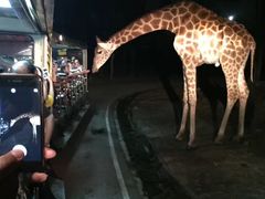 -清迈夜间动物园