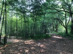 -杭州半山国家森林公园