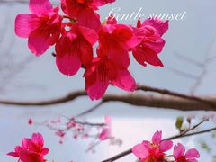 -王借岗森林公园