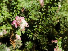 -墨尔本皇家植物园