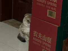 -瑞鹏宠物医院·骨外科·心肾科·肿瘤科(九亭店)