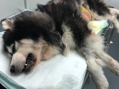 -爱侣宠医·鹦鹉专科·小型哺乳类·异宠专科(灵石路店)