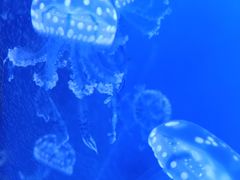 -芜湖新华联大白鲸海洋公园
