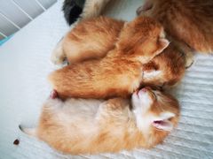 -十年猫舍·猫咪专门店(普陀店)