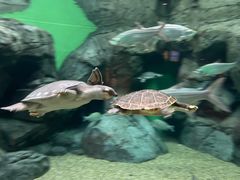 -上海海洋水族馆