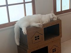 -Let's go狗咖·猫咖·奶狗·桌游(春熙路IFS店)