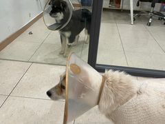 -萌兽医馆·眼科·异宠专科(三里屯店)