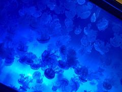 -渡海小渔村.老辈日照菜