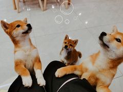 -柴犬小屋·柴餐厅·狗咖食堂(金鼎广场店)