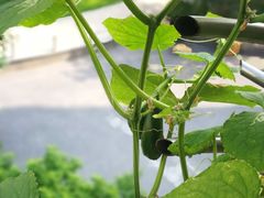 -爱妈妈家政 珠江新城