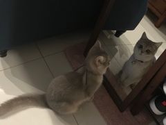 -东方名猫馆·英短金渐层布偶猫舍(环线广场1号楼店)