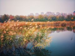 -前关湿地公园