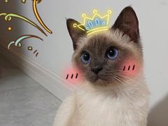 -喵zoo家庭繁育猫舍(尖东智能花园店)
