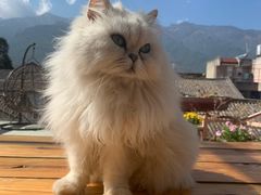 -喵屿·大理花园猫咖