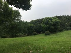 -羊山湖公园