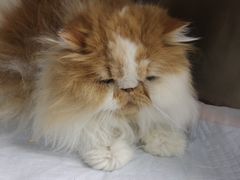 -宠爱国际动物医院· 猫科· 外科·中兽医(长白店)