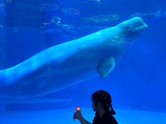 -海合安成都极地海洋公园