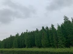 -黄连大头华烧鹅(萧地大马路店)