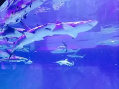 -成都浩海立方海洋公园