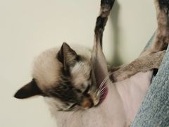 -小叮当动物医院·骨科·眼科