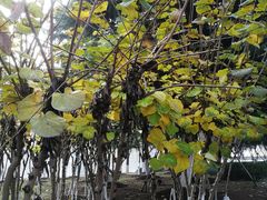 -白塘生态植物园